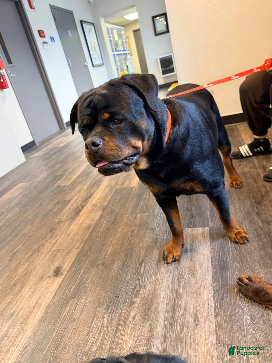 Rottweiler dogs for sale: Rottweiler 5 - Ad 2