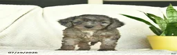 Aussiedoodle dogs for sale: Willow - Ad 3