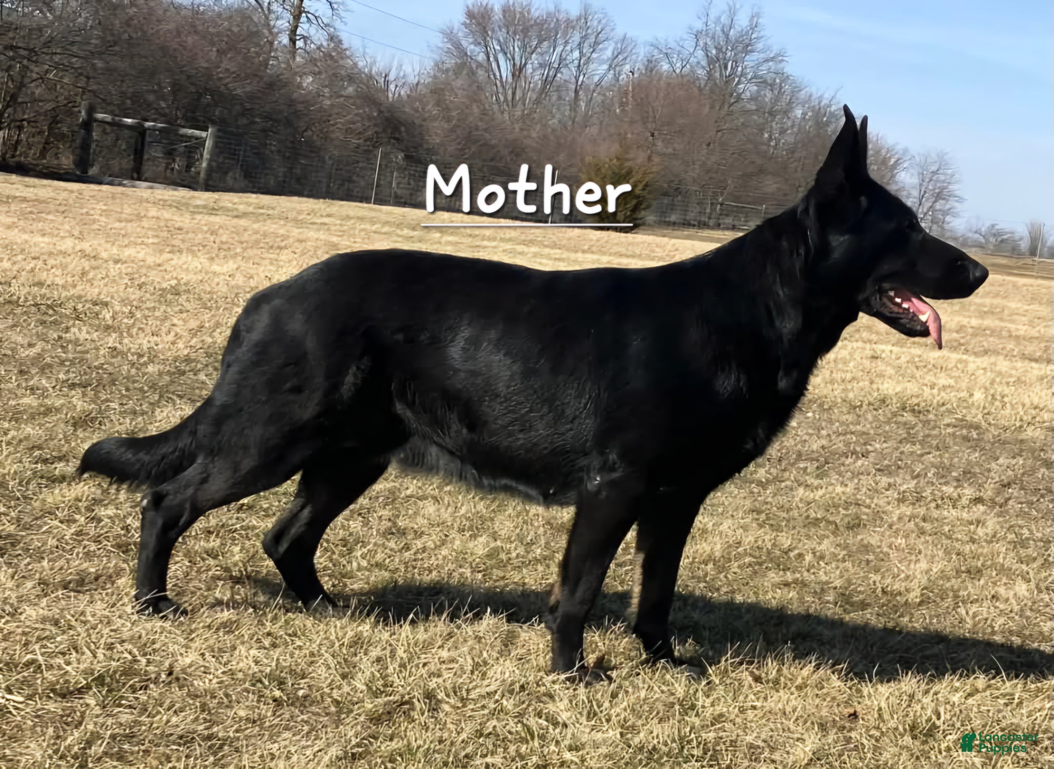 German Shepherd dogs German Shepherd (Freya) - Ad 2