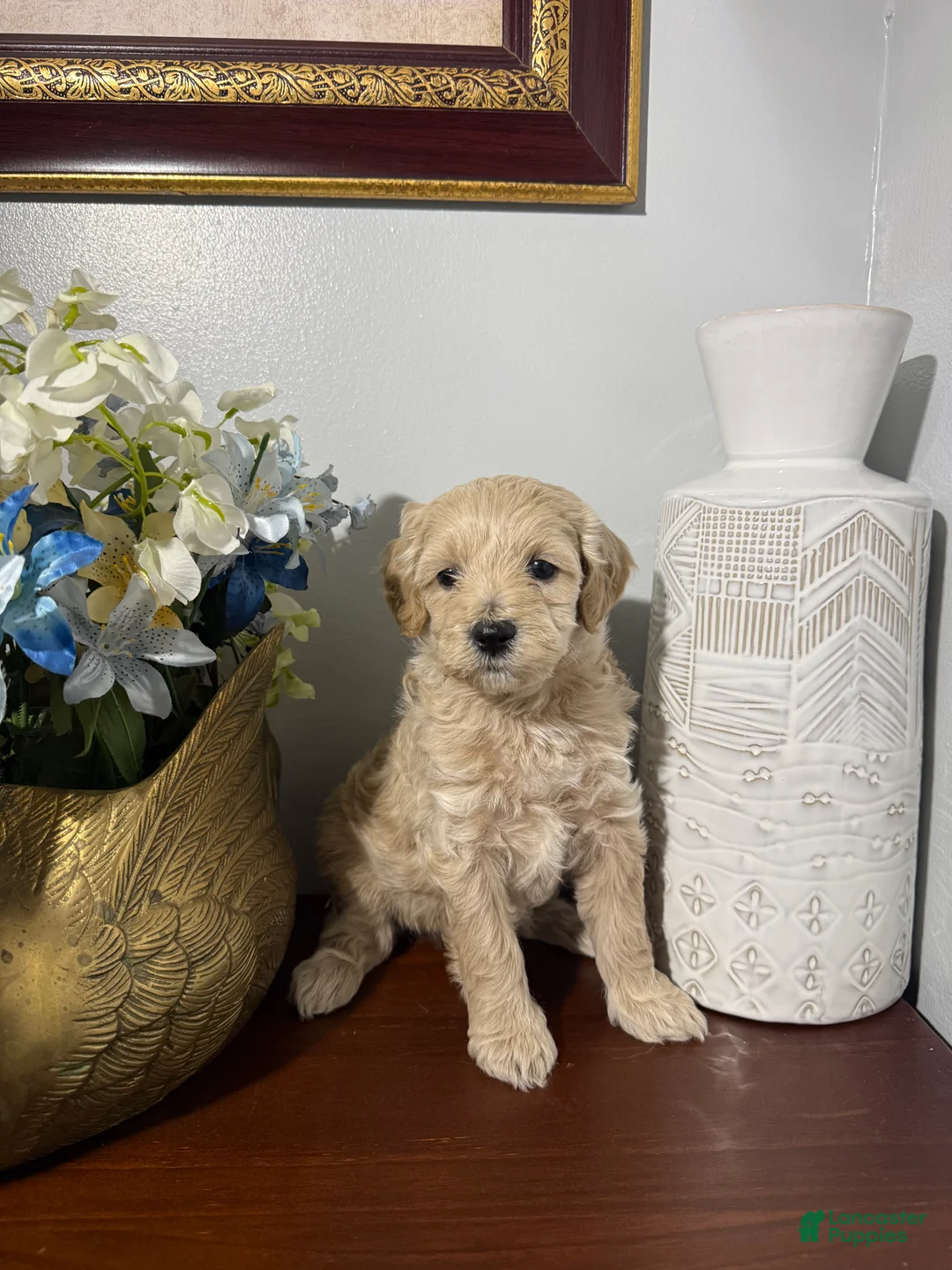 Maltipoo dogs for sale: Bulma  - Ad 2