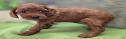 Cockapoo dogs for sale: Prada - Ad 10