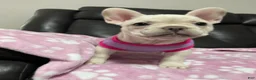 French Bulldog dogs for sale: Snowcake - Ad 10