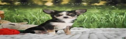 Chihuahua dogs for sale: Precious - Ad 9