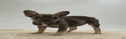 French Bulldog dogs for sale: Darlene - Ad 1