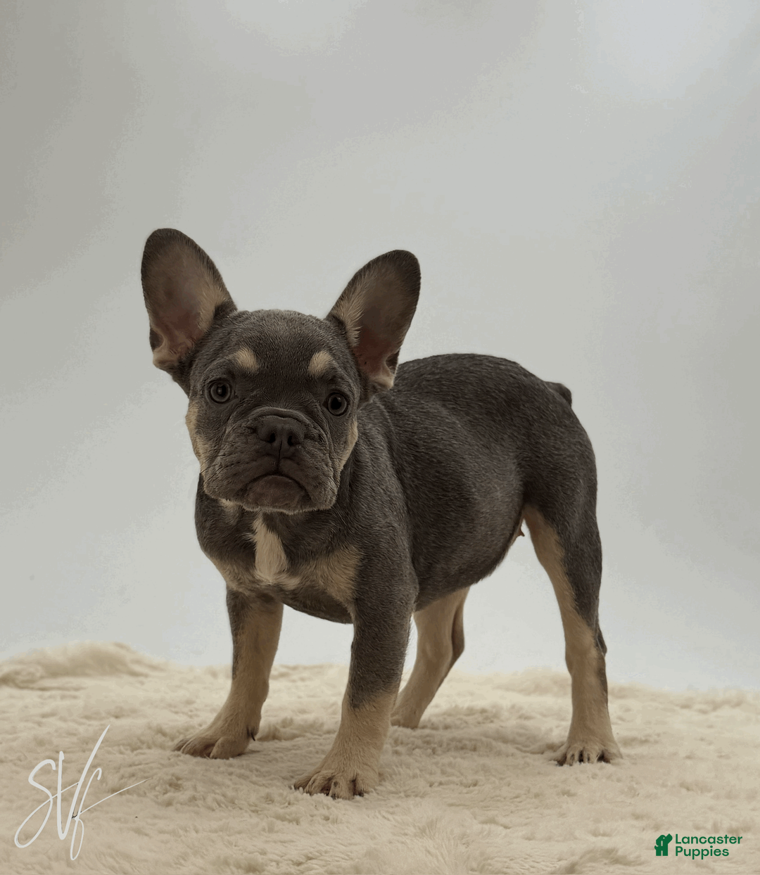 French Bulldog dogs for sale: Darlene - Ad 1