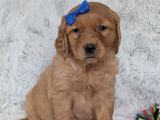 Golden Retriever dogs Parker - Ad 18