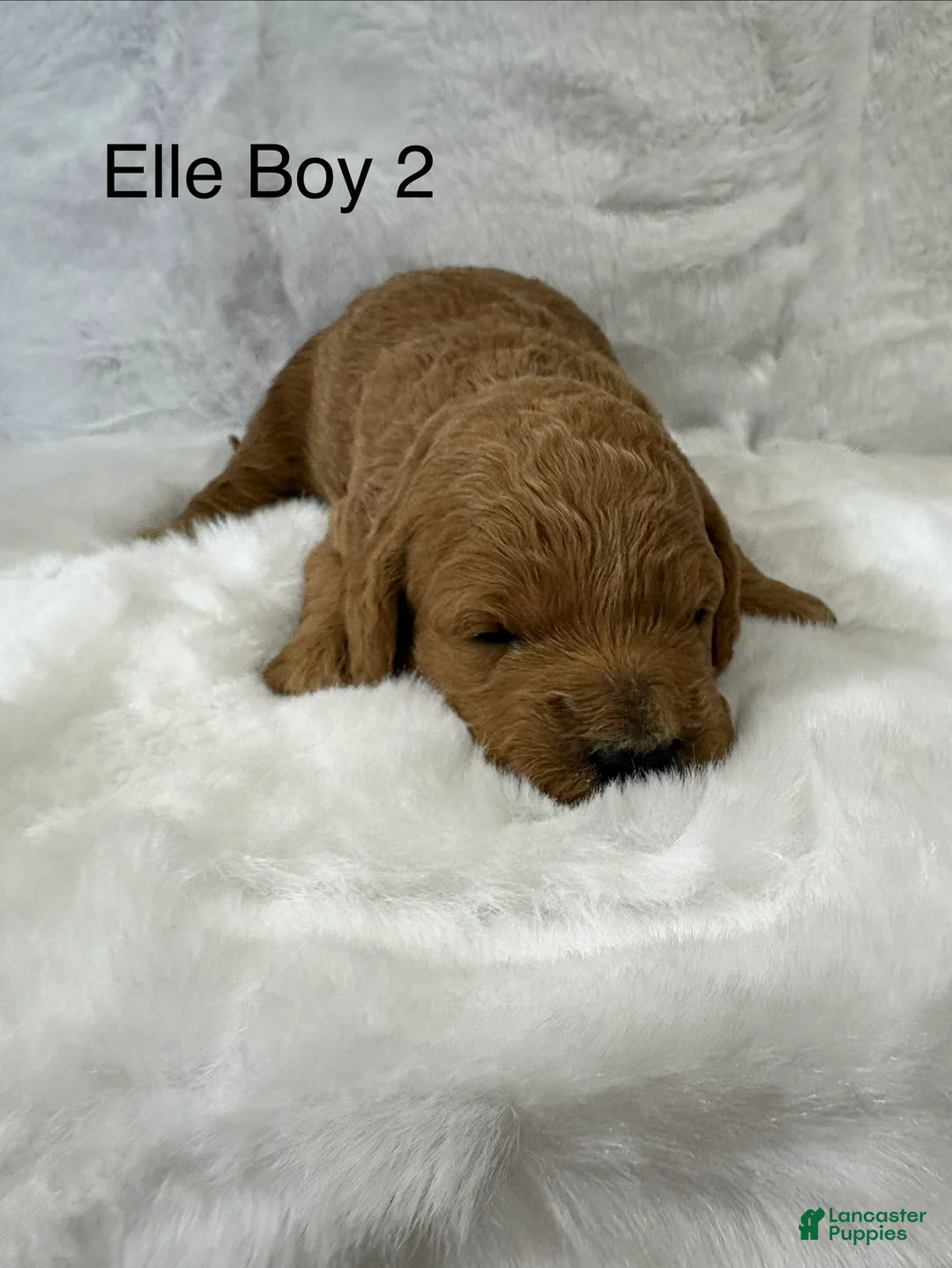Mini Goldendoodle dogs for sale: Elle Boy 2 - Ad 1