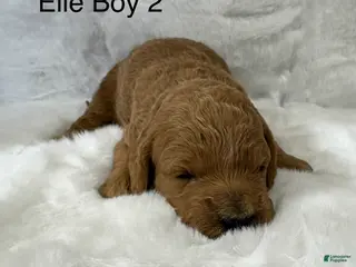 Mini Goldendoodle dogs Elle Boy 2 - Ad 25