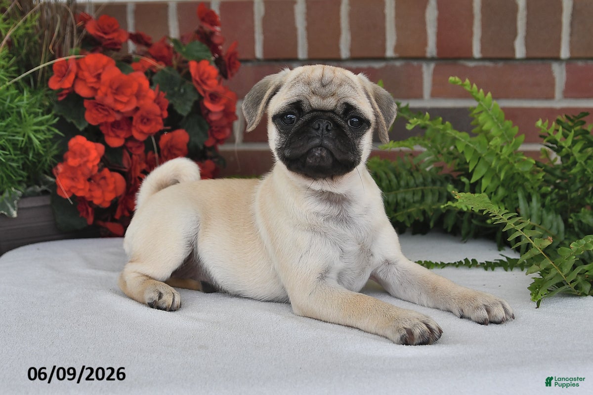 Pug dogs Lilac - Ad 1
