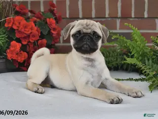 Pug dogs for sale: Lilac - Ad 1