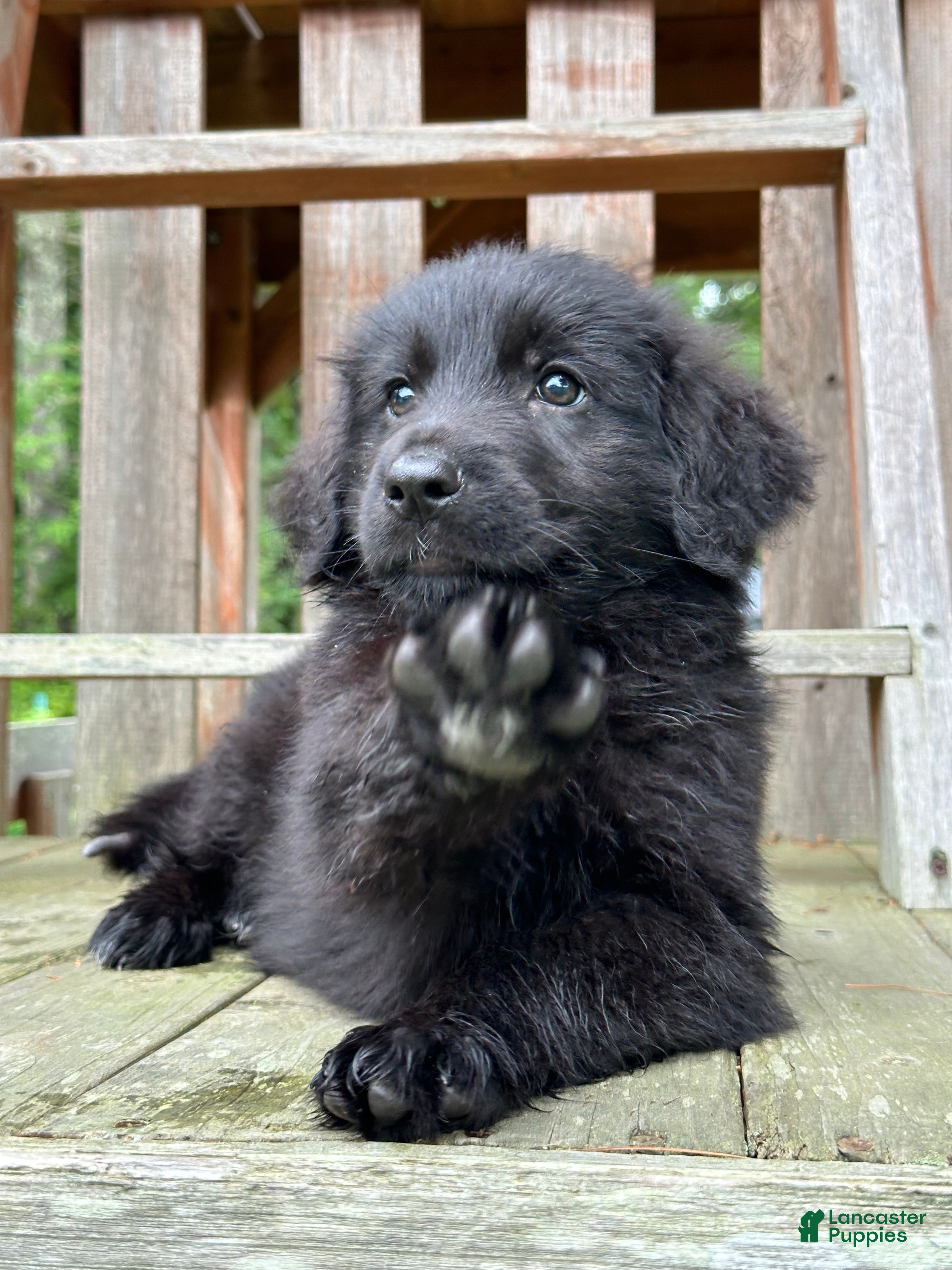 Golden Shepherd dogs Koda  - Ad 2
