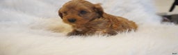 Cavapoo dogs for sale: Venus  - Ad 10