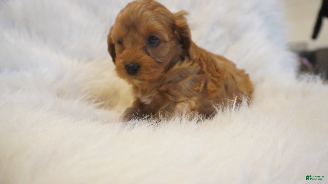 Cavapoo dogs for sale: Venus  - Ad 10