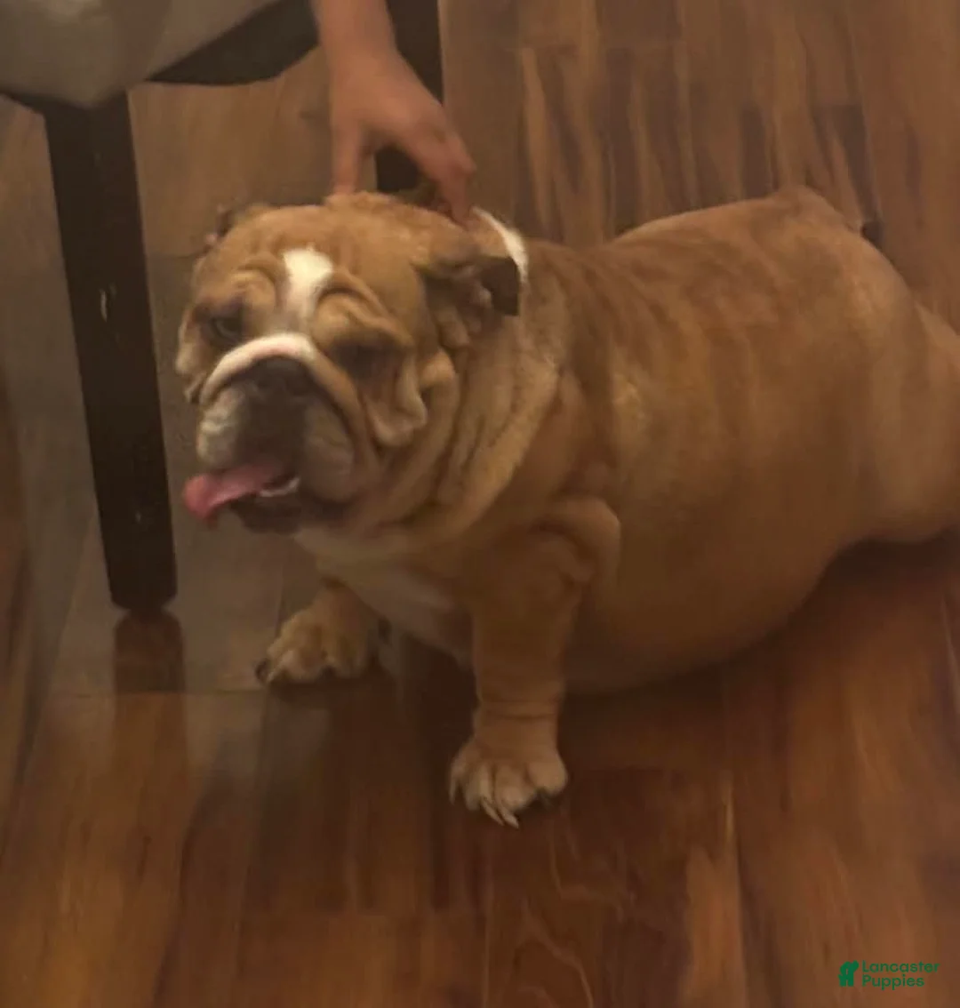 English Bulldog dogs for sale: Peach - Ad 11