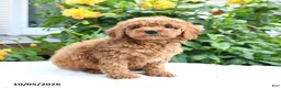 Mini Goldendoodle dogs for sale: Lydia - Ad 8