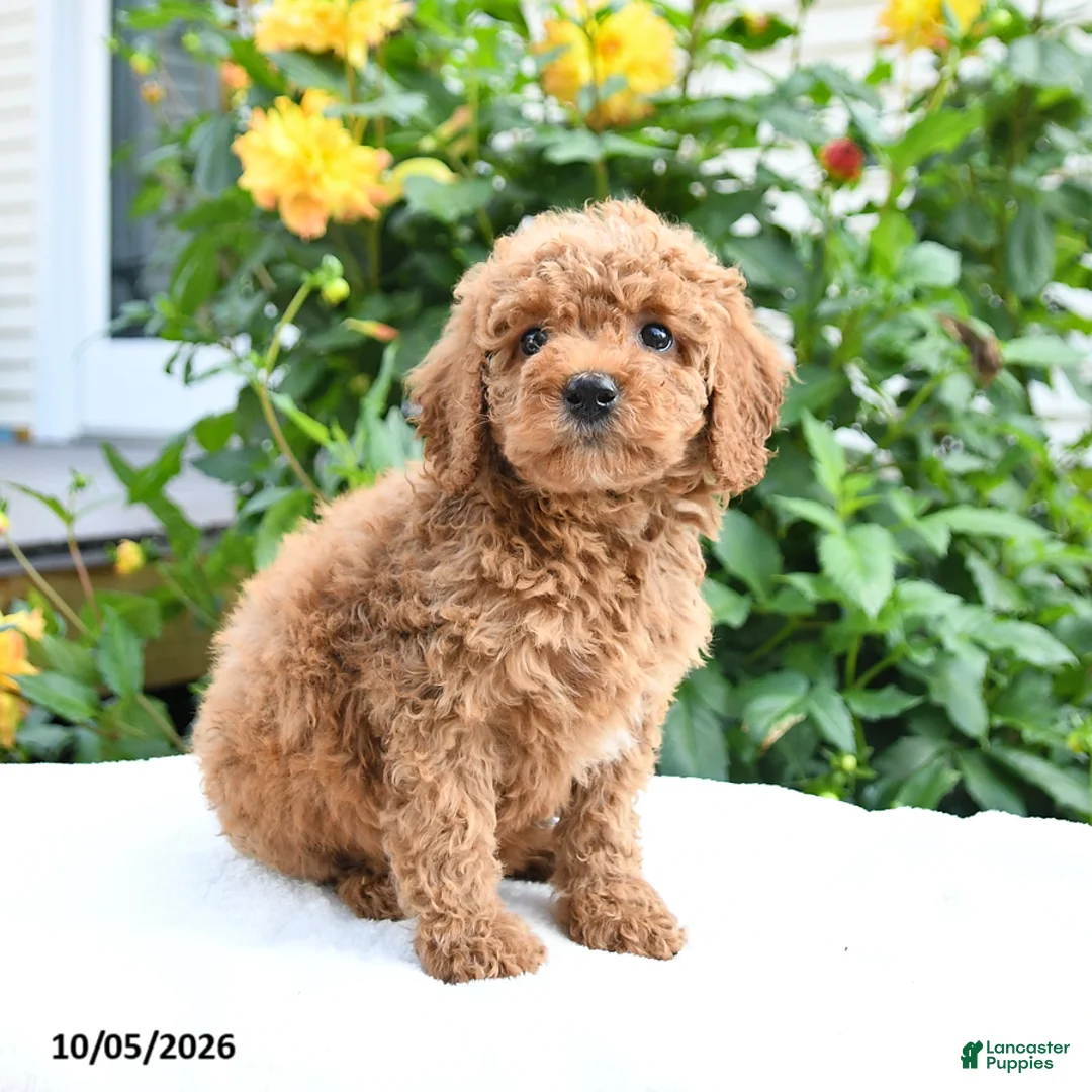Mini Goldendoodle dogs for sale: Lydia - Ad 8