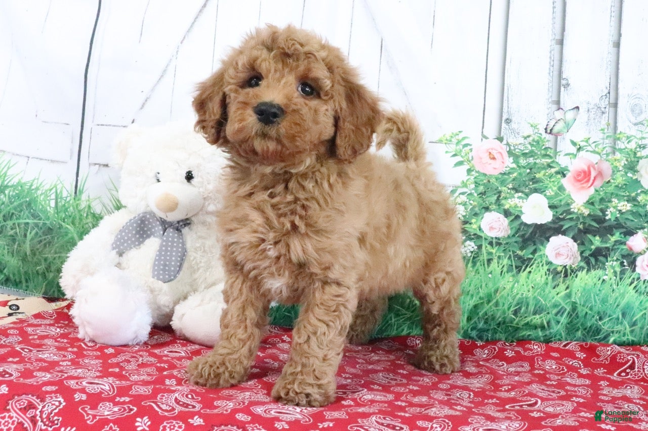 Mini Goldendoodle dogs Trooper - Ad 2
