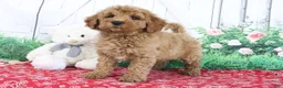 Mini Goldendoodle dogs for sale: Trooper - Ad 2