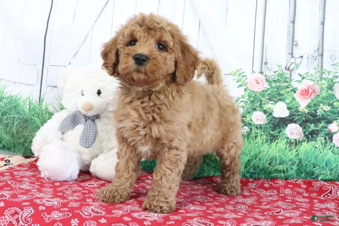Mini Goldendoodle dogs for sale: Trooper - Ad 2