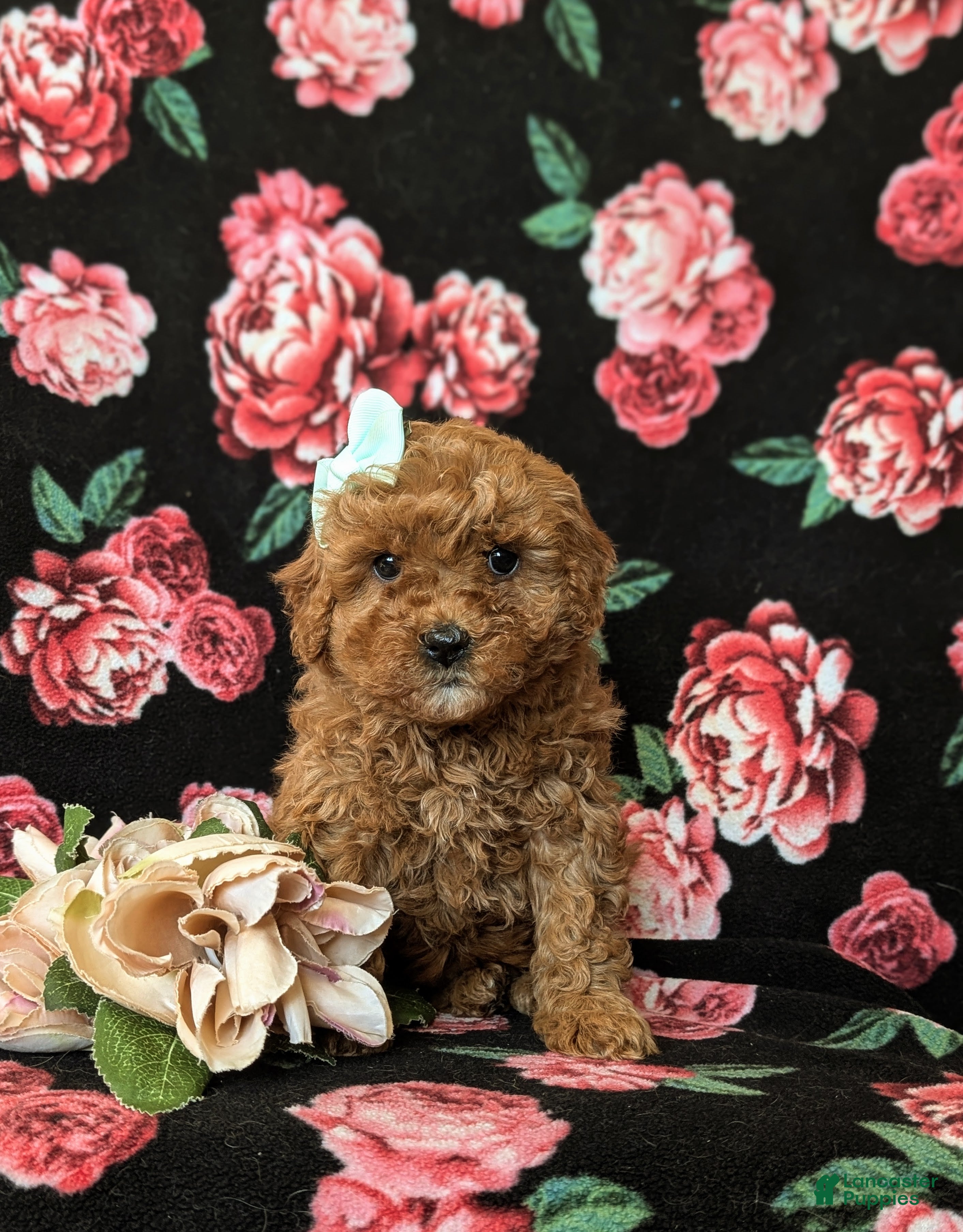 Cavapoo dogs Gretchen Hypoallergenic - Ad 1