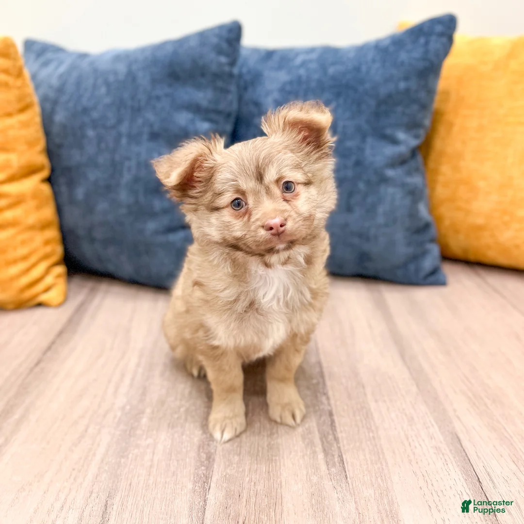 Chihuahua dogs for sale: Charlie - Ad 2