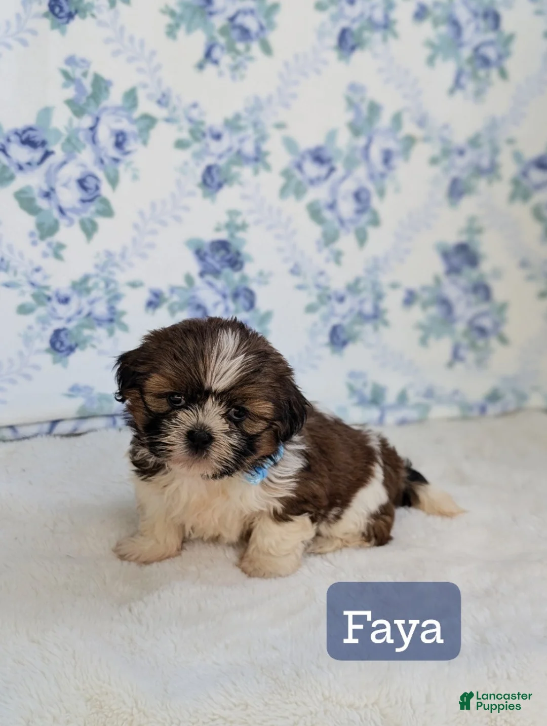 Shih Tzu dogs for sale: Faya - Ad 1
