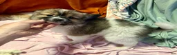 Mixed Breed dogs for sale: Buttons - Ad 10