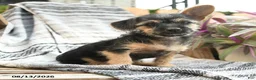Mixed Breed dogs for sale: Maverick - Ad 5