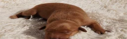 Golden Retriever dogs for sale: Daisy -AKC, Genetically Clear - Ad 28