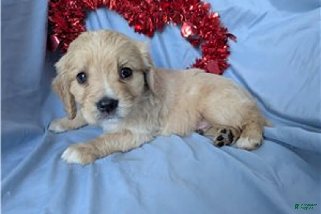 Mixed Breed dogs for sale: Deputy - Ad 1