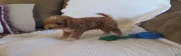 Cavapoo dogs for sale: Peanut - Ad 5