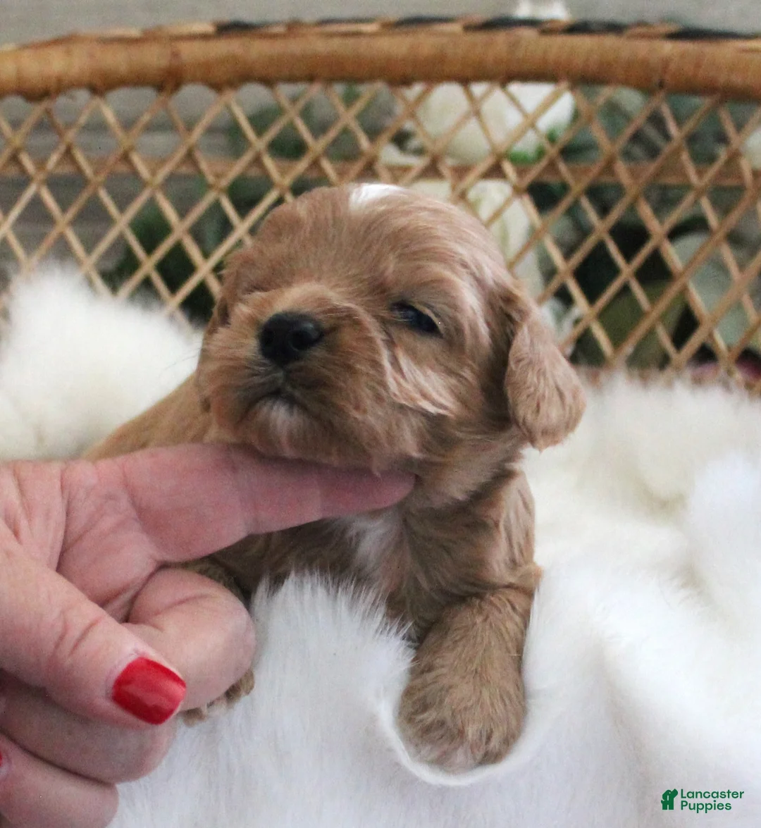 Cavapoo dogs for sale: #2 Male of Evie - Ad 1
