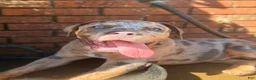 American Bully dogs for sale: American Bully 3 - Ad 3