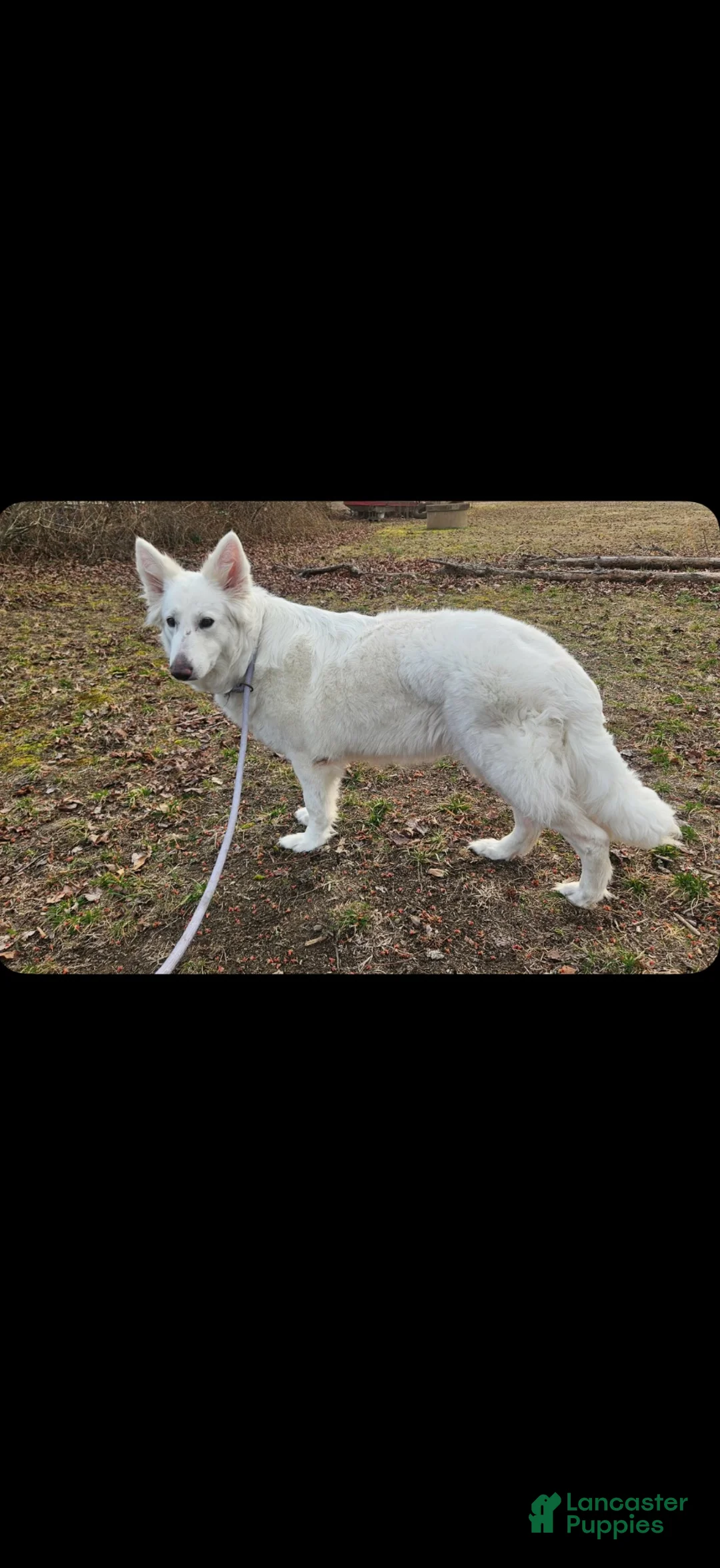 German Shepherd dogs for sale: German Shepherd 1 - Ad 2