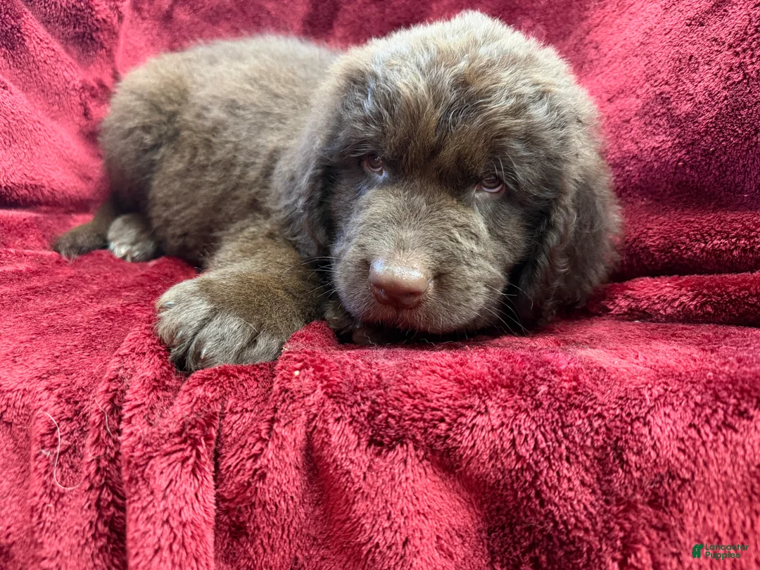 Newfoundland dogs for sale: Newfoundland 2 - Ad 2