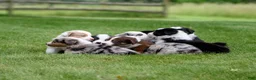 Australian Shepherd dogs for sale: Tipsy - Ad 5
