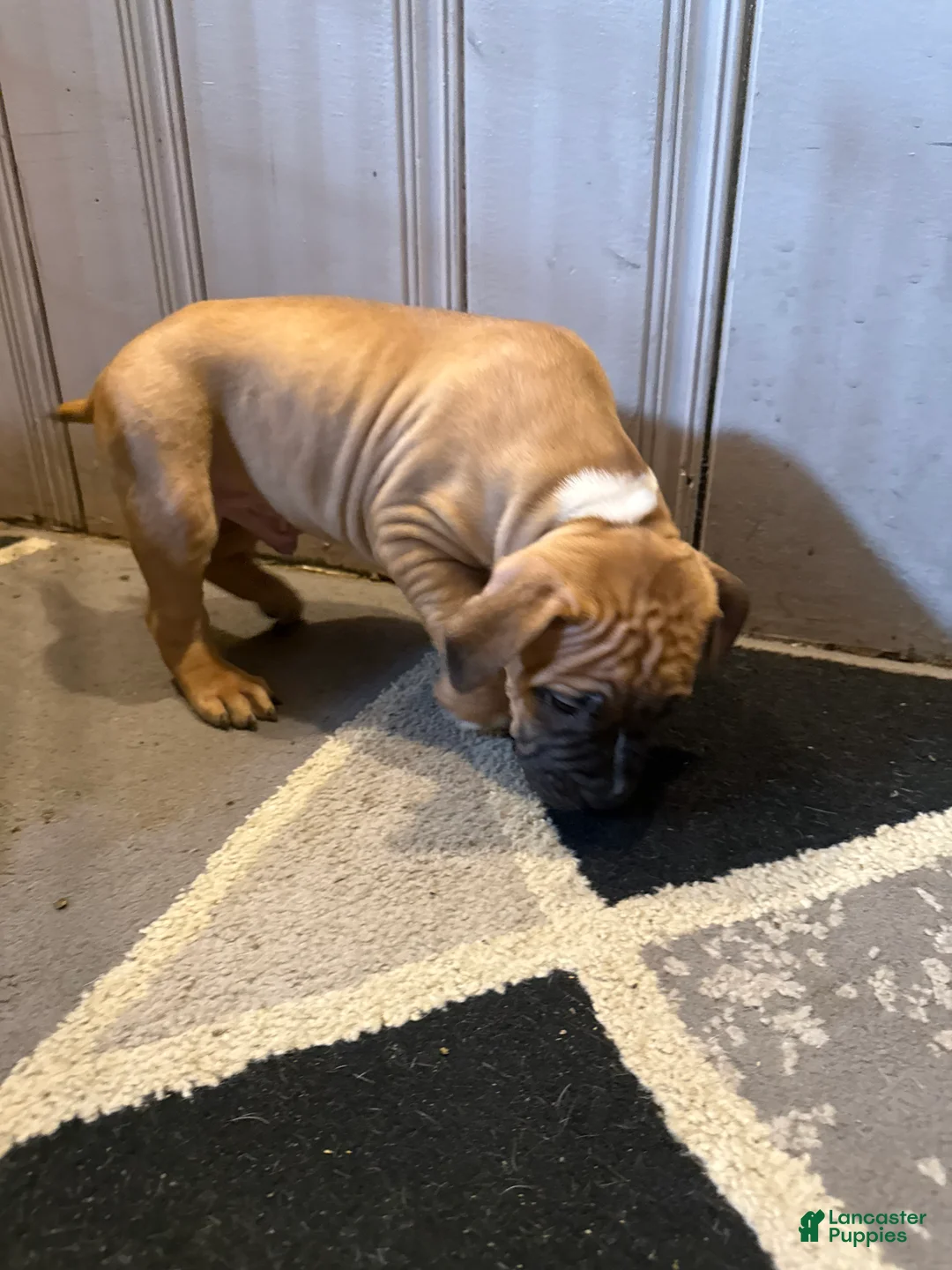 Mixed Breed dogs for sale: Roscoe  - Ad 2