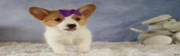 Welsh Corgi Pembroke dogs for sale: Zoey 🌸 - Ad 7