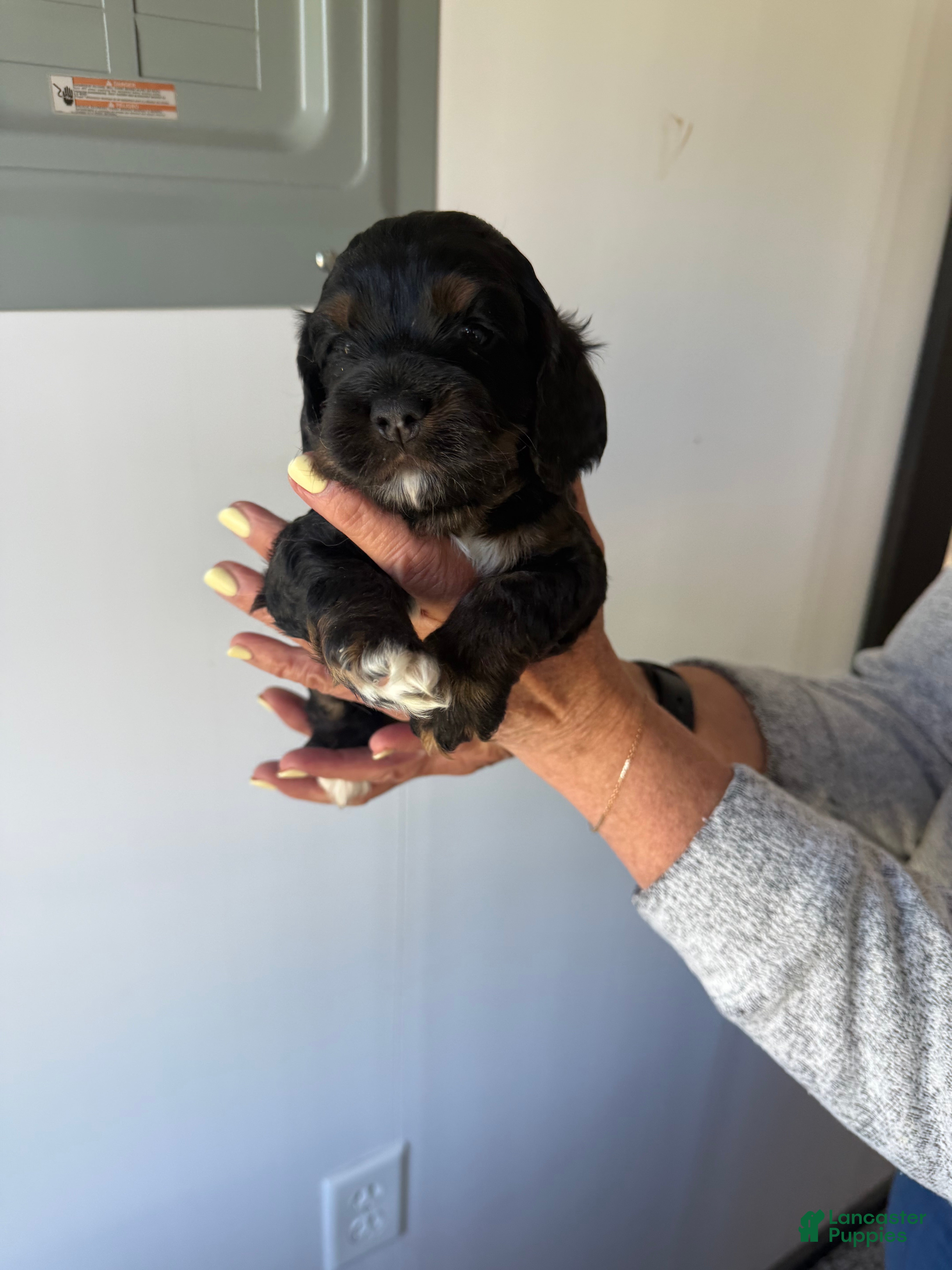 Cocker Spaniel dogs Ellie - Ad 1