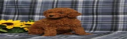 Miniature Poodle dogs for sale: Creed - Ad 2