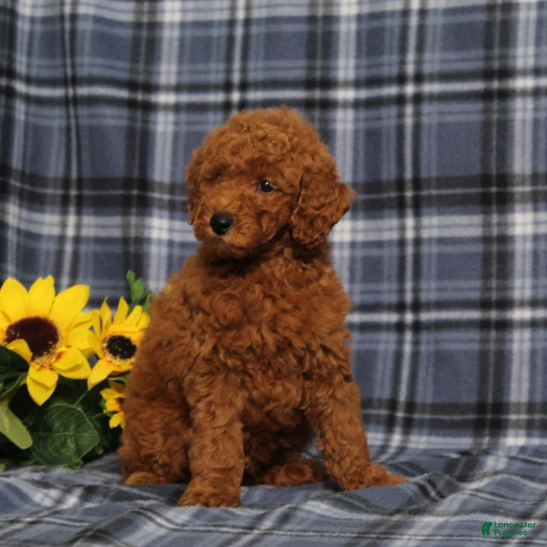 Miniature Poodle dogs for sale: Creed - Ad 2