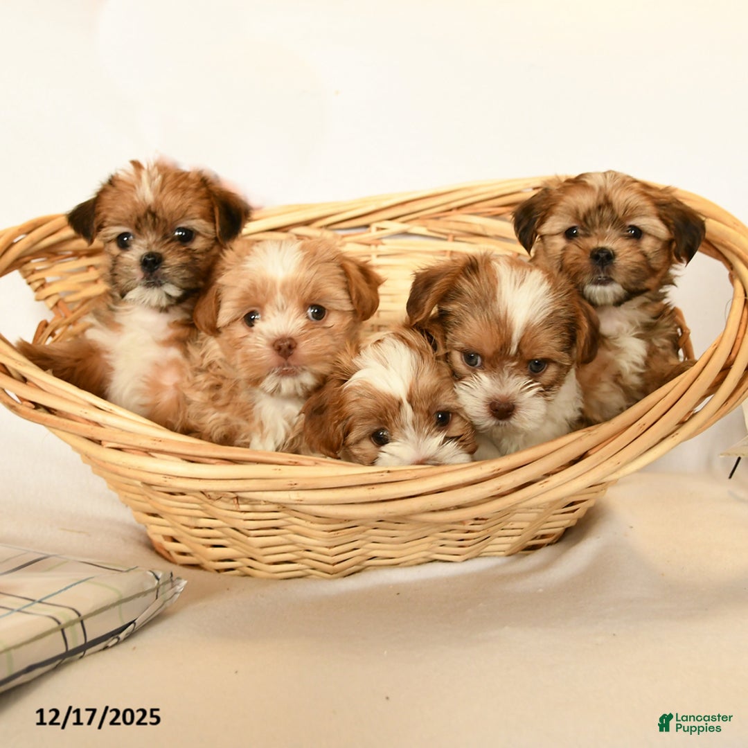 Shorkie dogs for sale: Honey - Ad 5