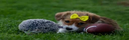 Corgipoo dogs for sale: NOEL - Ad 2