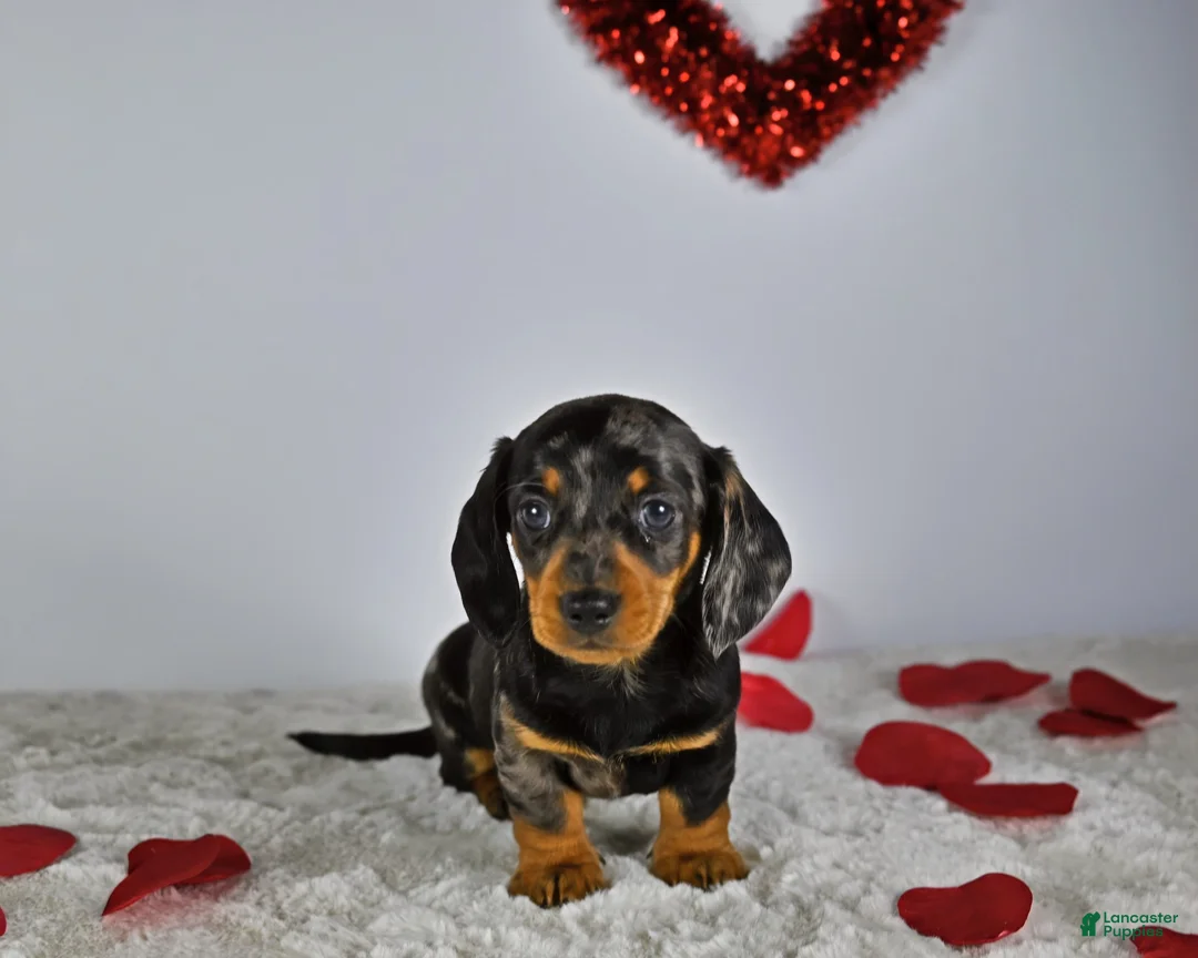 Miniature Dachshund dogs for sale: Thomas - Ad 5