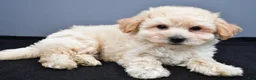 Maltipoo dogs for sale: Biscuit  - Ad 6