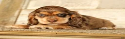 Cocker Spaniel dogs for sale: Buttercup - Ad 2