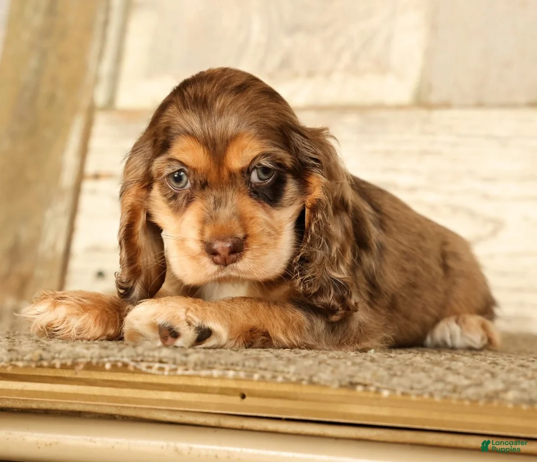 Cocker Spaniel dogs for sale: Buttercup - Ad 2