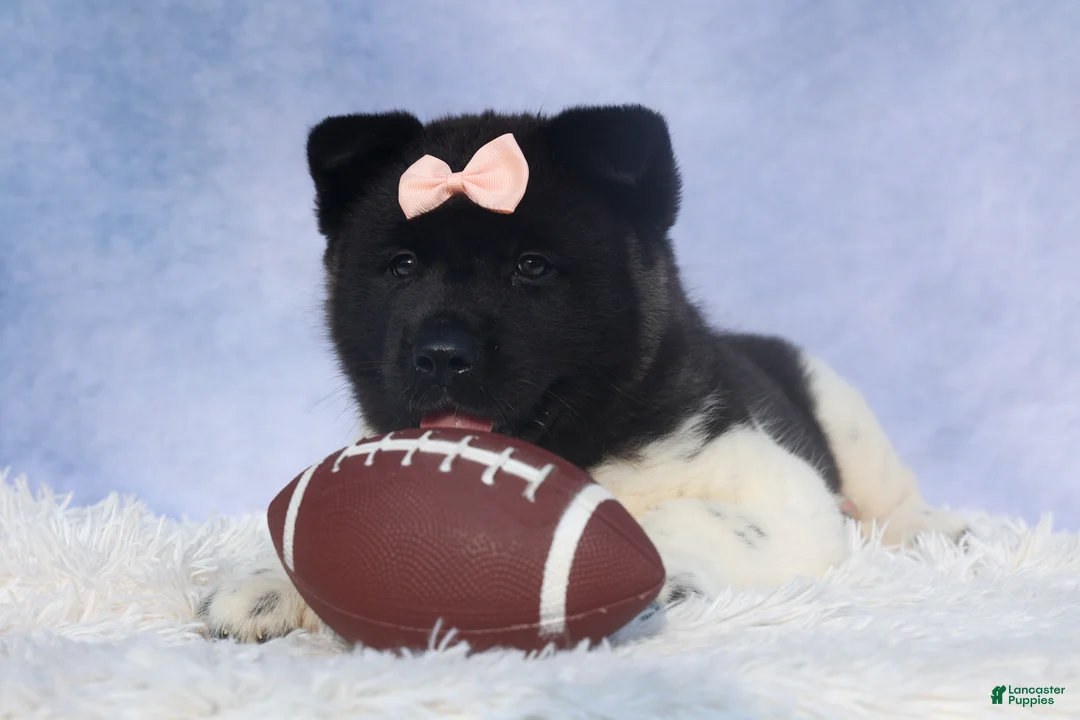 Akita dogs for sale: Olive - Ad 10