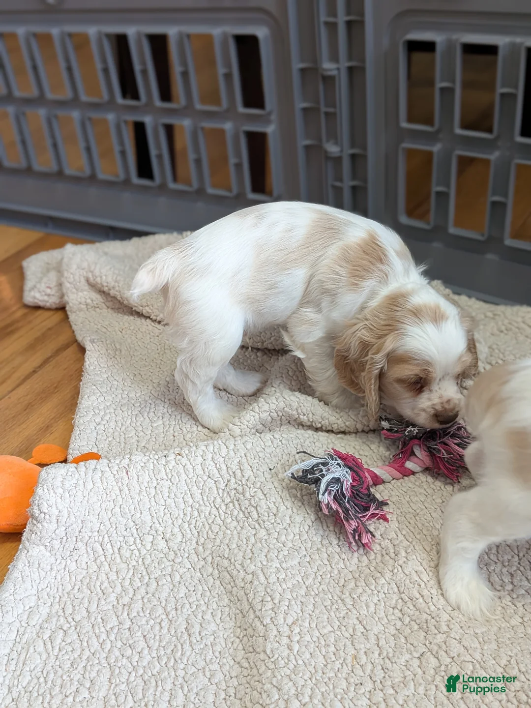 Cocker Spaniel dogs for sale: Zane - Ad 3