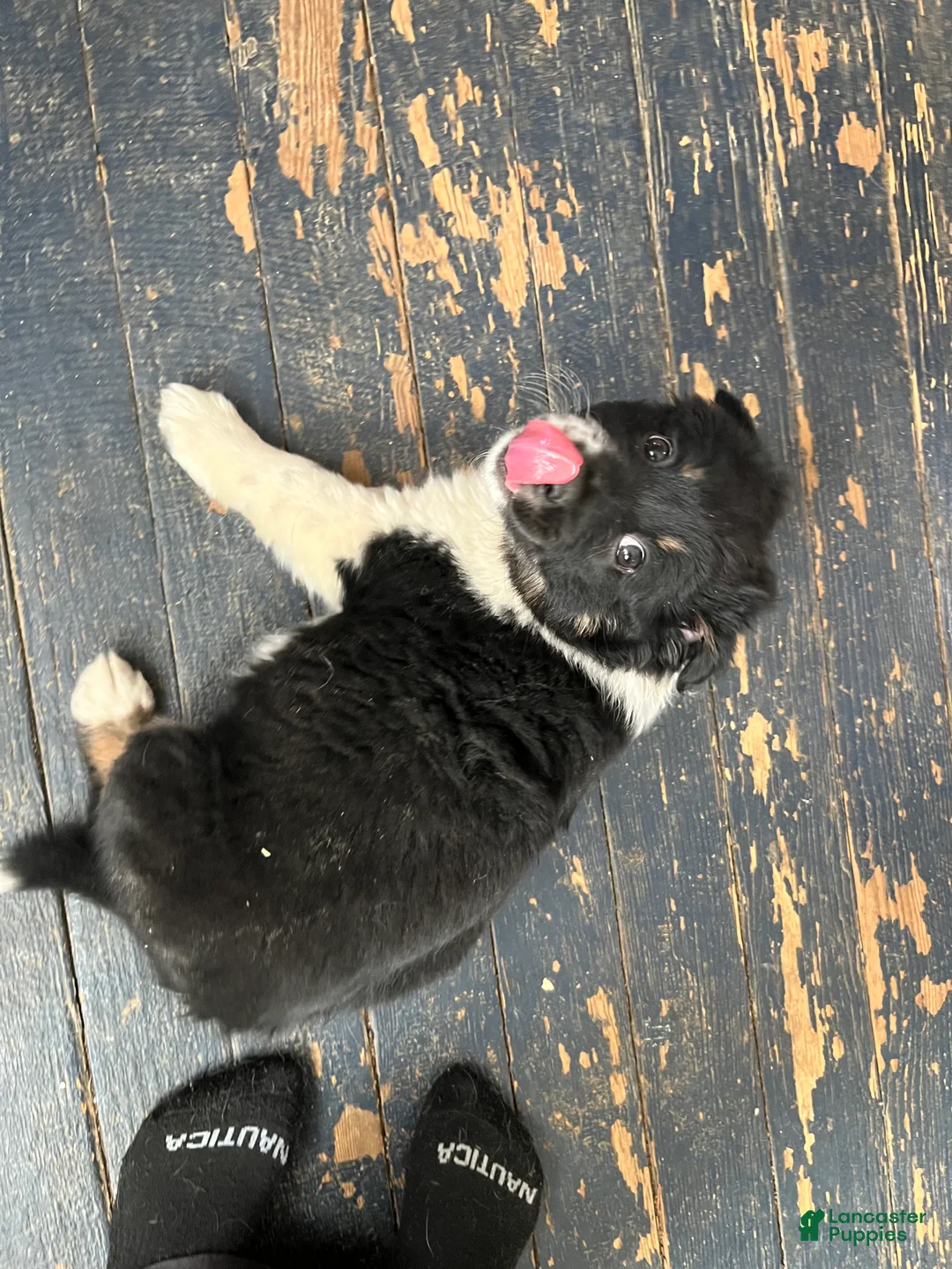 Mixed Breed dogs for sale: Eve - Ad 3